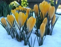  Krokus (Crocus), fot. www.kwiatyozdobne.pl