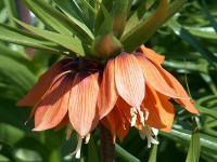 Szachownica (Fritillaria), fot. Paweł Romanowski
