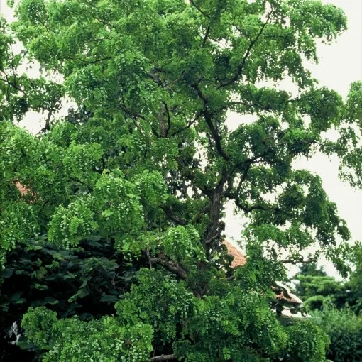 Robinia akacjowa 'Tortuosa'