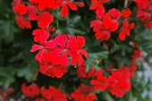 Pelargonia