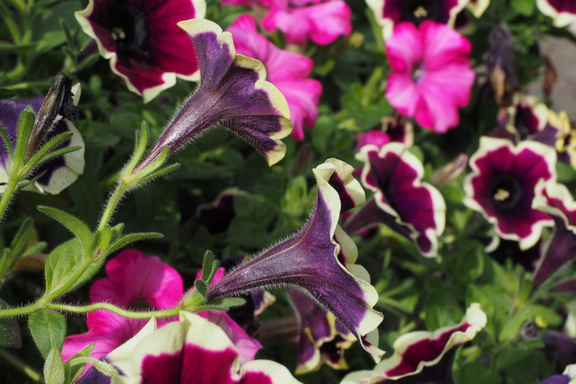 Petunia i surfinia Petunia i surfinia