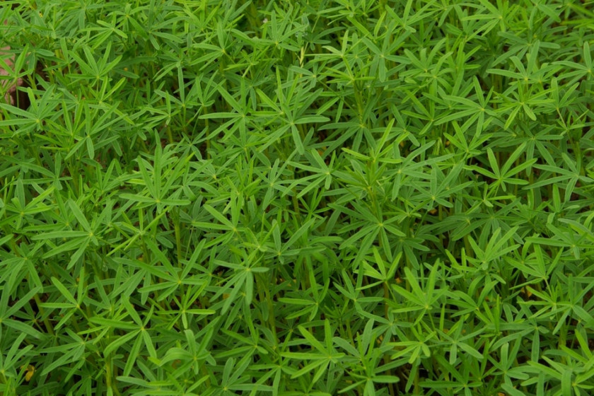 Nawóz organiczny - zielony nawoz