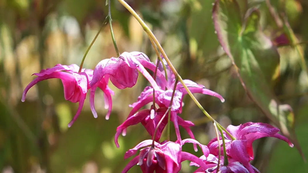 Epimedium, fot. brewbooks (CC BY-SA 2.0) - Flickr