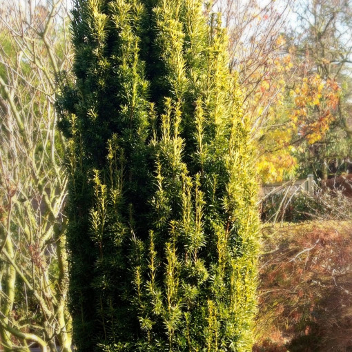 Cis pospolity 'Fastigiata Aurea'
