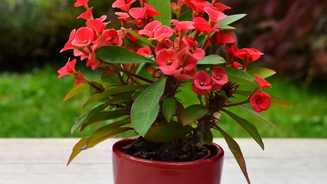Wilczomlecz okazaly Euphorbia milii