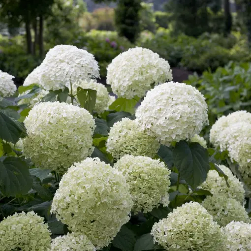 Hortensja drzewiasta 'Incrediball'