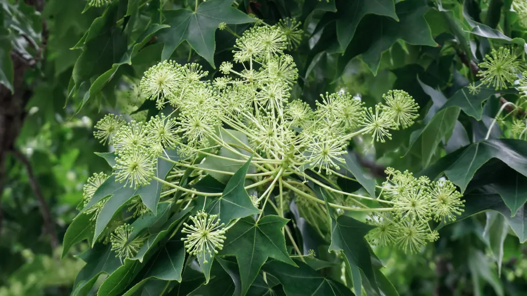 Kalopanaks siedmioklapowy (Kalopanax septemlobus)