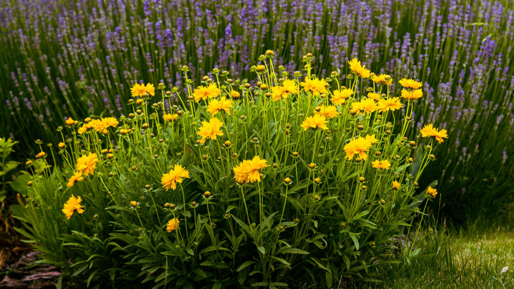 Nachyłek wielkokwiatowy (Coreopsis grandiflora) Presto