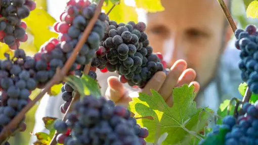 Wiosenna pielęgnacja winorośli: krok po kroku