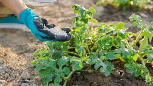 Nawożenie melonów – jak zadbać, by obrodziły w słodkie i soczyste owoce?