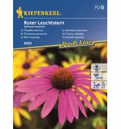Jeż&oacute;wka purpurowa 'Roter Leuchtstern'