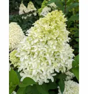 Hortensja Bukietowa 'Bobo' PBR&nbsp;&ndash; Sadzonka 30 cm