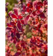 Berberys Thunberga 'Red Compact' &ndash; Sadzonka 15-25 cm